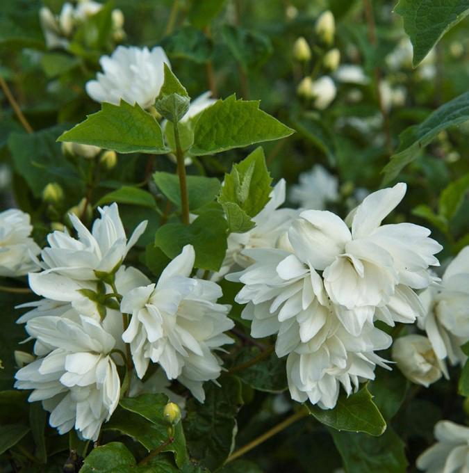 PHILADELPHUS virg. 'SCHNEESTURM'