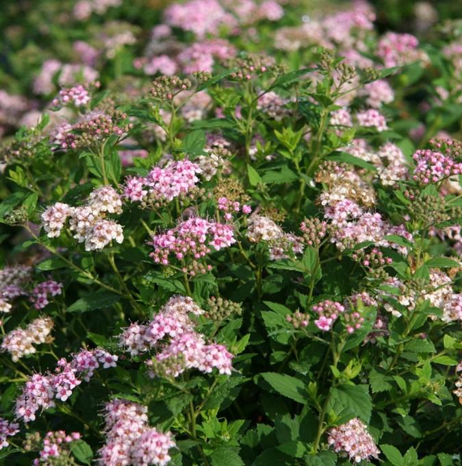 SPIRAEA JAP. 'LITTLE PRINCESS'
