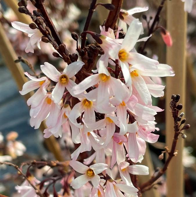 ABELIOPHYLLUM DISTICHUM