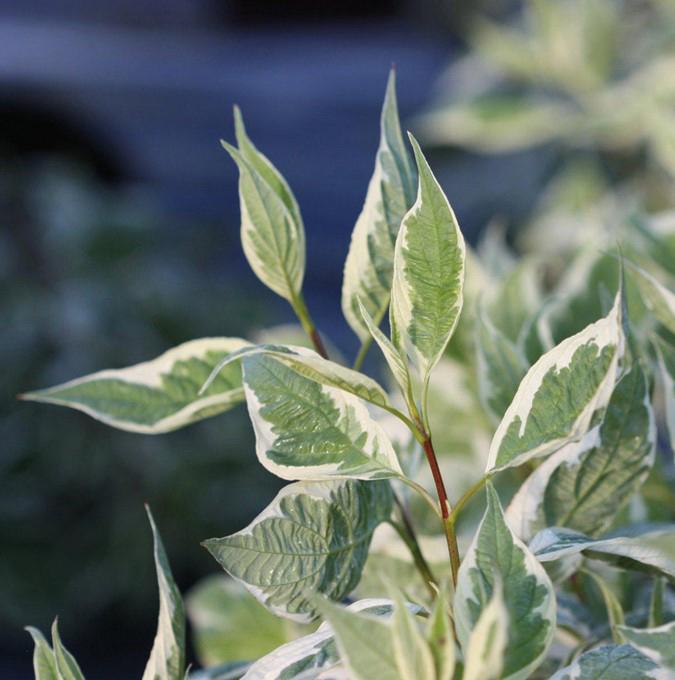 CORNUS ALBA 'IVORY HALO'