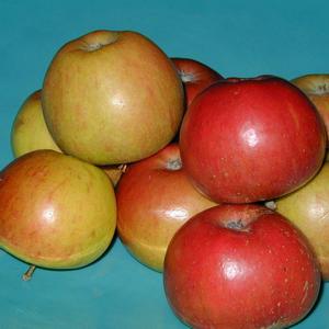 ÆBLE 'HOLSTEINER COX'