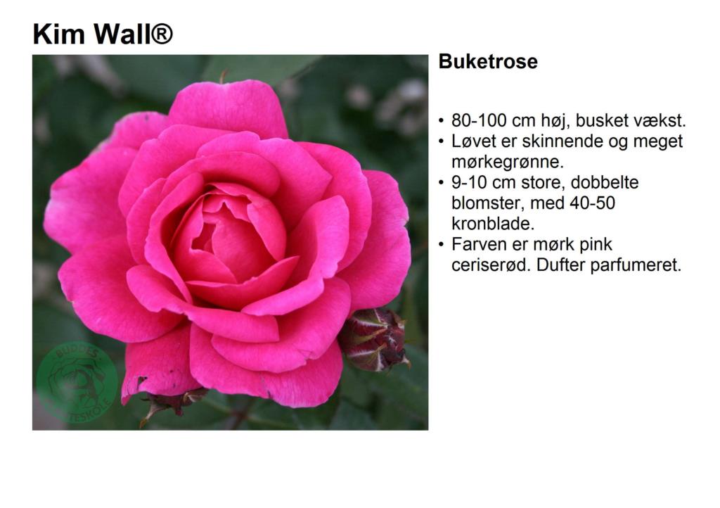 Rosa 'Kim Wall®' Minderose