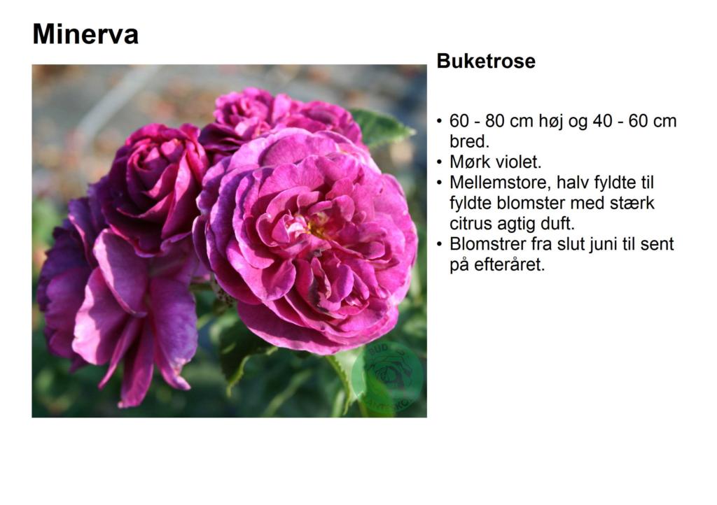 Rosa 'Minerva' (Vissancar)