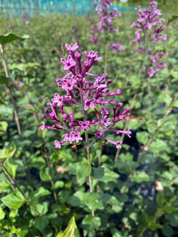 Syringa 'Dark Purple'