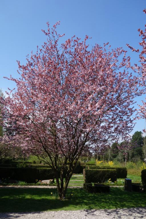 Prunus cerasifera 'Nigra'