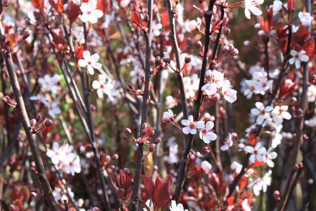 Prunus cistena