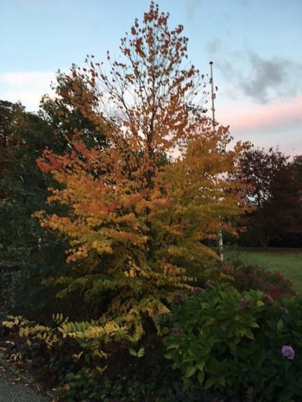 CERCIDIPHYLLUM JAPONICA