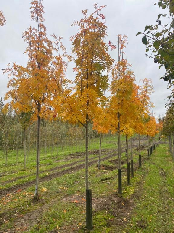 SORBUS DODONG