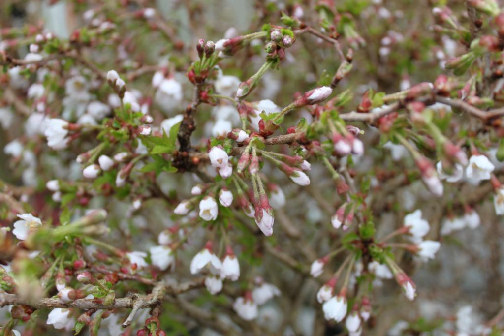 PRUNUS KOJO NO MAI