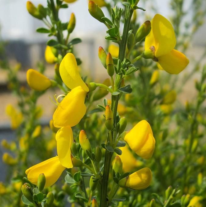CYTISUS 'VANESSE'