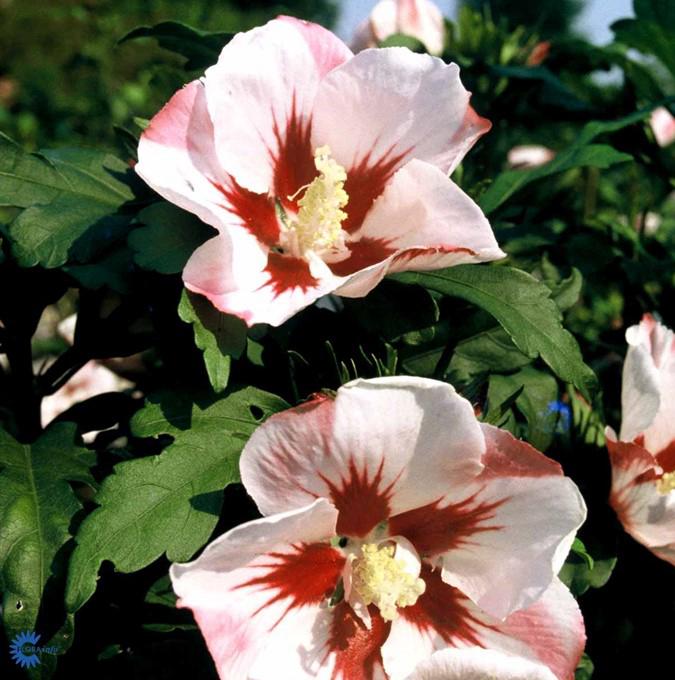 HIBISCUS 'HAMABO'