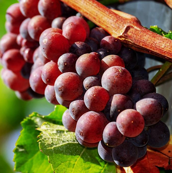 VITIS 'SPULGA'