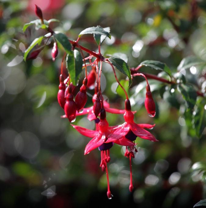 FUCHSIA mag. 'RICCARTONII'