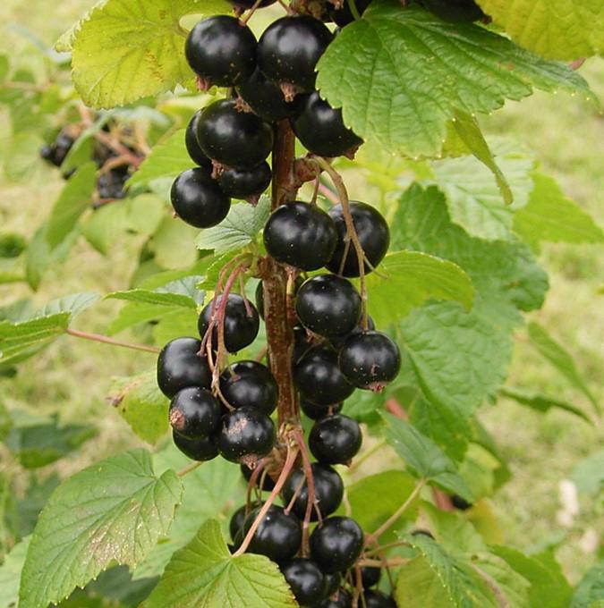 RIBES nig. 'TITANIA'