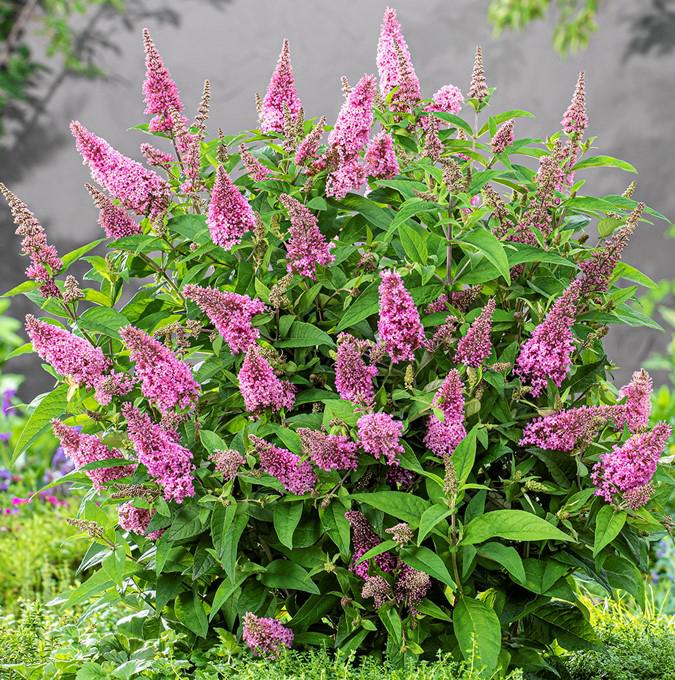 BUDDLEJA BUTTERFLY CANDY® LITTLE PINK