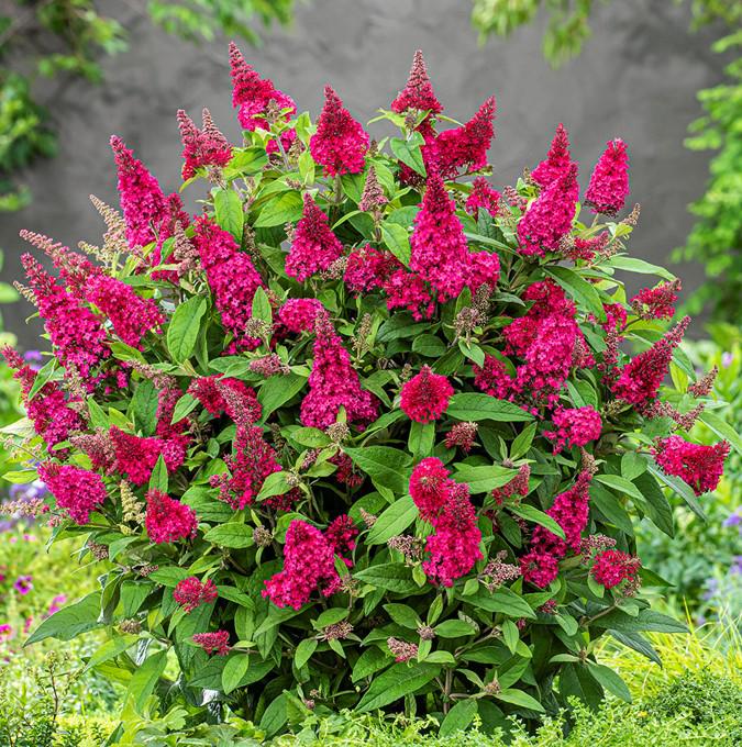 BUDDLEJA BUTTERFLY CANDY® LITTLE RUBY