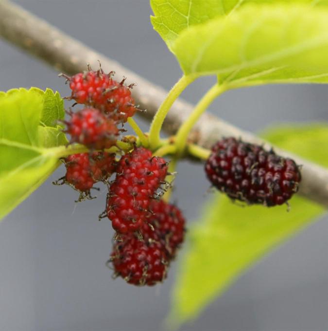 MORUS australis 'MULLE'