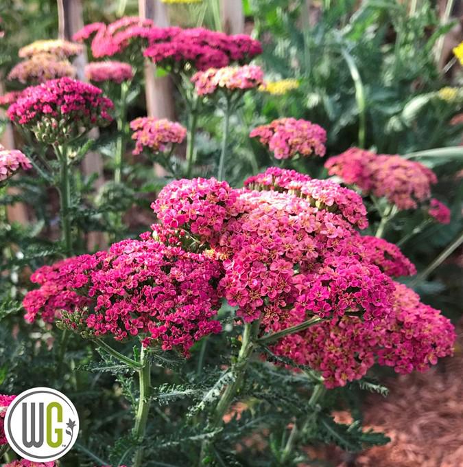 Achillea 'Sassy Summer Taffy'®