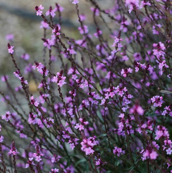 Verbena off. 'Bampton'