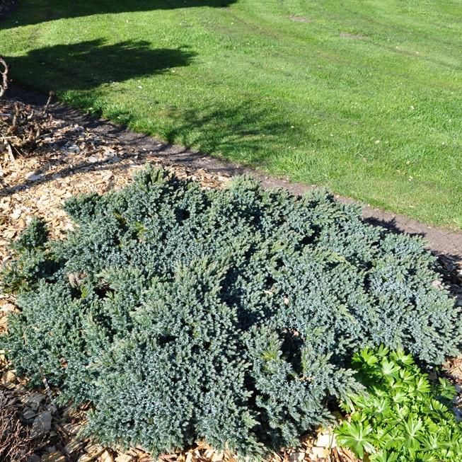 Juniperus squamata 'Blue Star'
