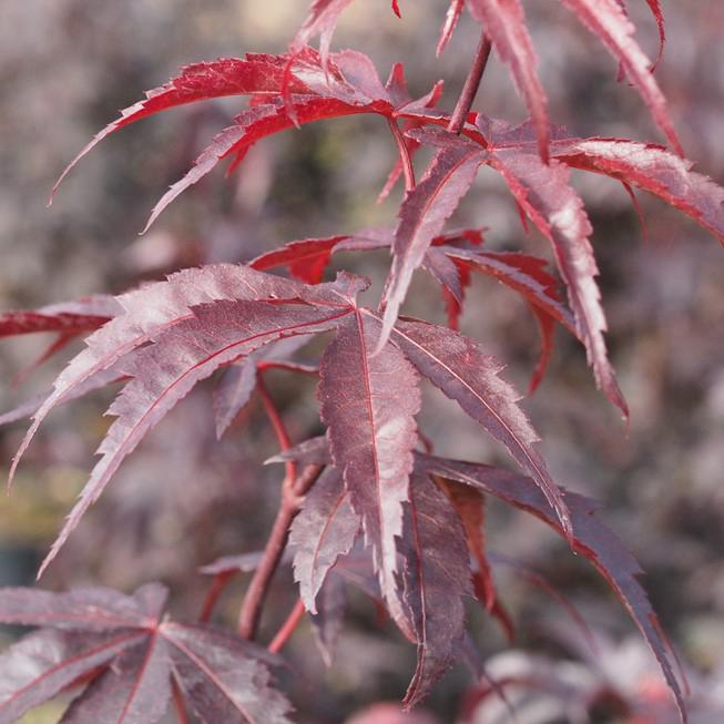 ACER PALM. 'BLOODGOOD':