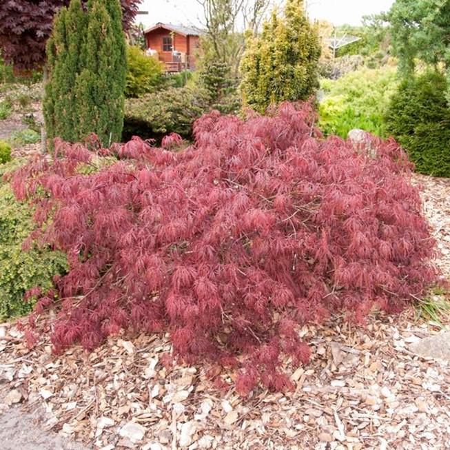 ACER PALM. 'DISSECTUM GARNET':