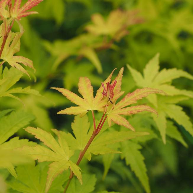 ACER PALM. 'ORANGE DREAM':
