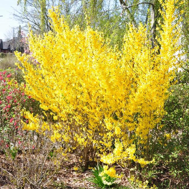 FORSYTHIA INT. 'LYNWOOD'