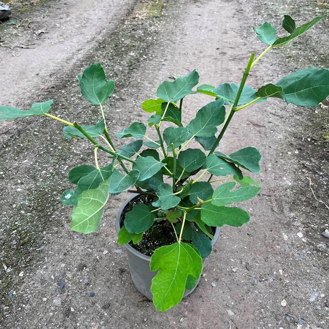 FICUS CARICA 'GUDHJEM'