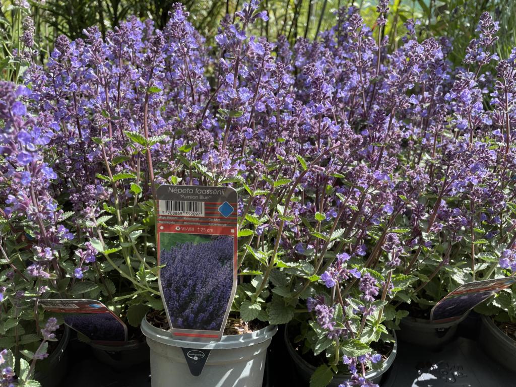Nepeta faassenii 'Purrsian Blue'® Maxi-p