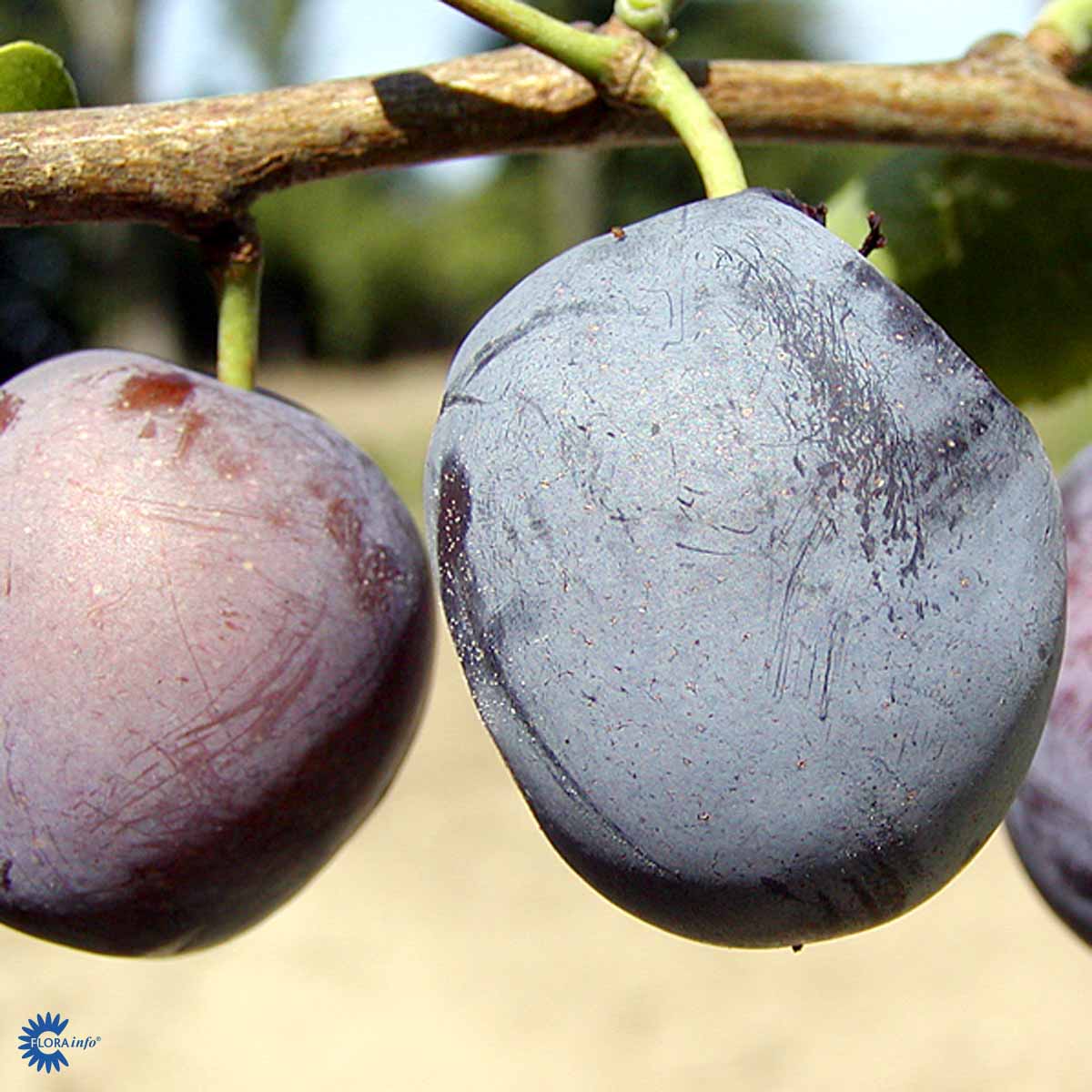 BLOMME 'RIVERS EARLY'