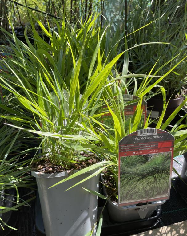 Hakonechloa macra