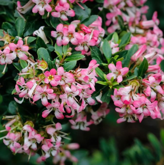 ESCALLONIA 'SHOWSTOPPER'