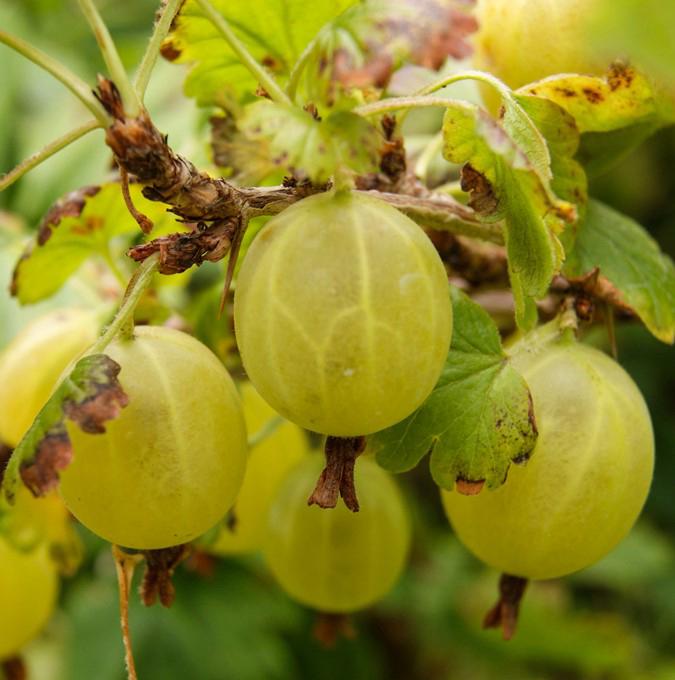 RIBES uva cri. 'GUL HINNONMÄKI' C2