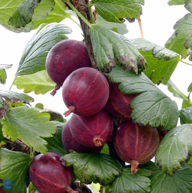 RIBES uva cri. 'RØD HINNONMÄKI