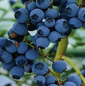 Vaccinium 'Duke'