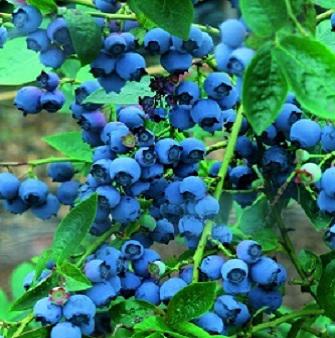 Vaccinium 'Reka'
