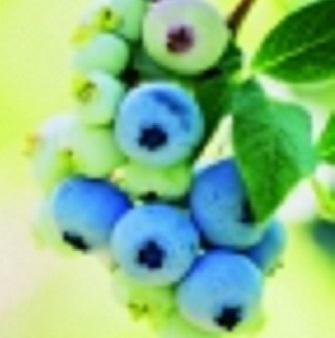 VACCINIUM 'ELISABETH'