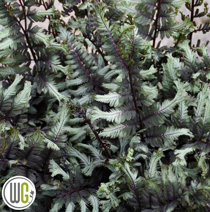 ATHYRIUM niponicum 'CRESTED SURF'®