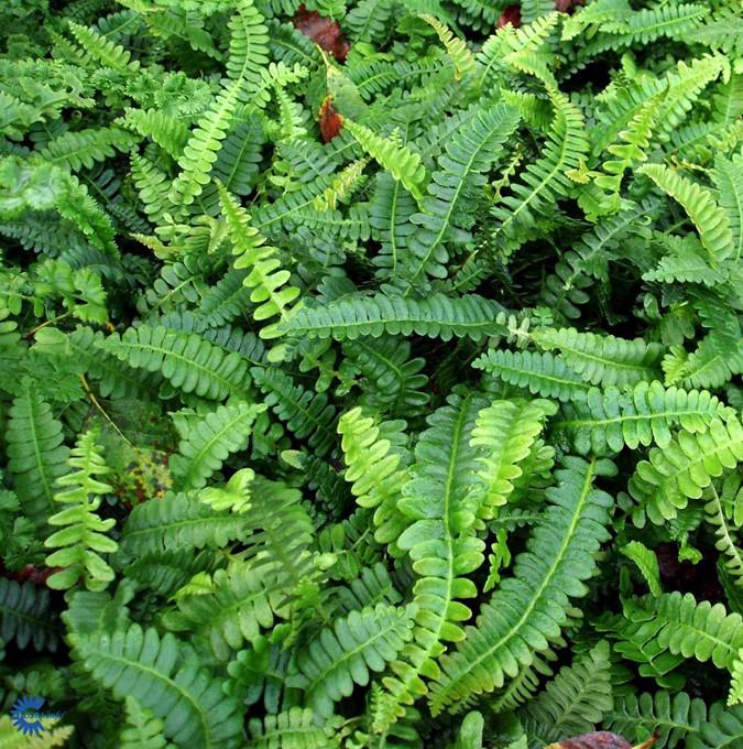 BLECHNUM SPICANT