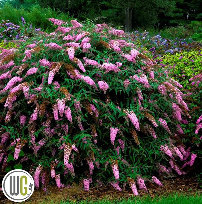 BUDDLEJA 'VIOLET CASCADE'®
