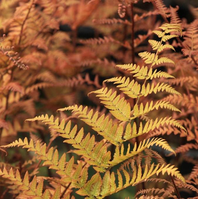 DRYOPTERIS ERYTHROSORA