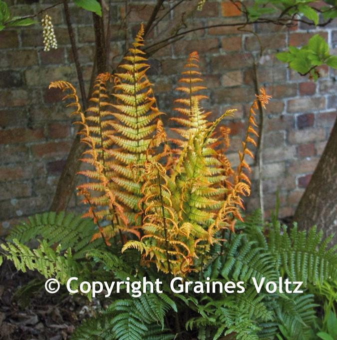 DRYOPTERIS wallichiana 'JURASSIC GOLD'