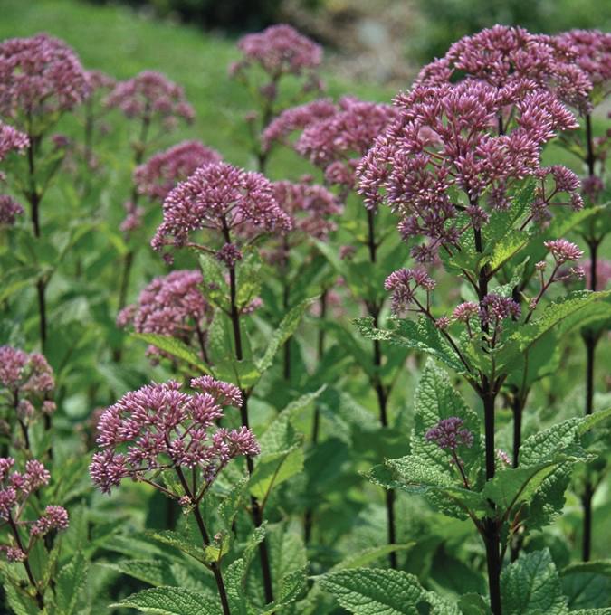 EUPATORIUM 'BABY JOE'