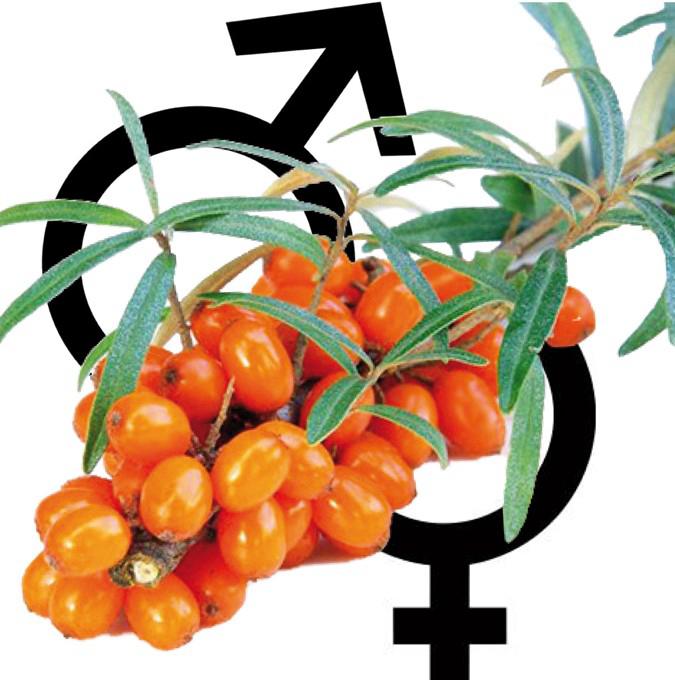 HIPPOPHAË 'SIROLA'+'POLLMIX