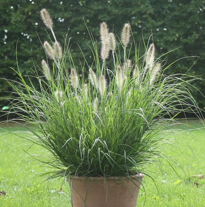 PENNISETUM alop. 'HAMELN' C5