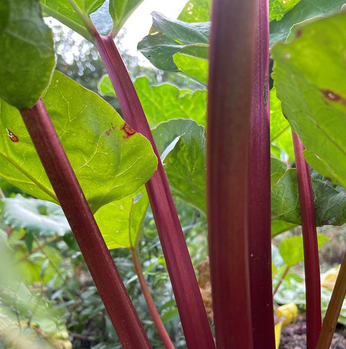 RHEUM springbarber® 'REDBARBER'®