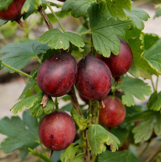 RIBES uva cri. 'CAPTIVATOR'