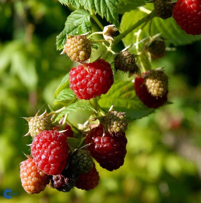 RUBUS idae. 'AUTUMN BLISS'® C5