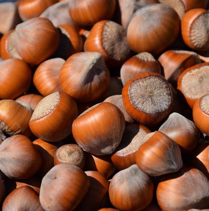 CORYLUS 'WUNDER AUS BOLLWEILER'